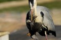 Graureiher fÃ¤ngt eine Amsel