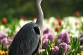 Graureiher vor Blumenbeet