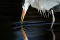 Graureiher spiegelt sich im Wasser