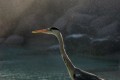 Graureiher im Wassernebel