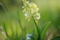 Blasses Knabenkraut